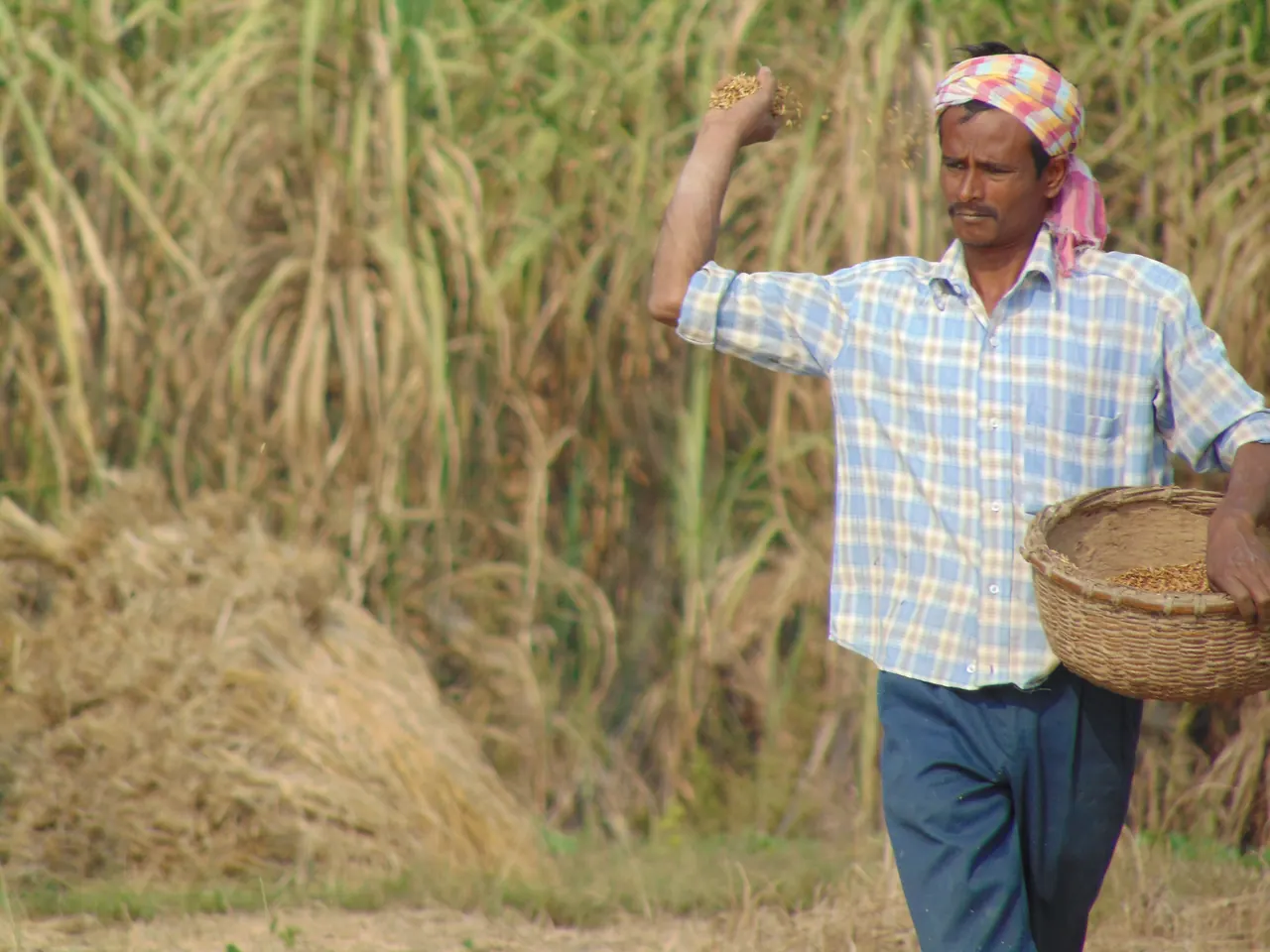 भारत में खेत में बीज बिखेरता किसान